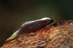 Starfish shrimp (Periclimenes soror) -  Nikon D300, 105mm... by Michael Henke 